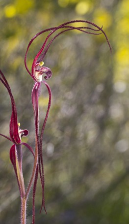 Caladenia filamentosa (i)