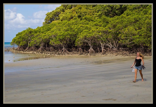 Cape Tribulation mangroves-02=