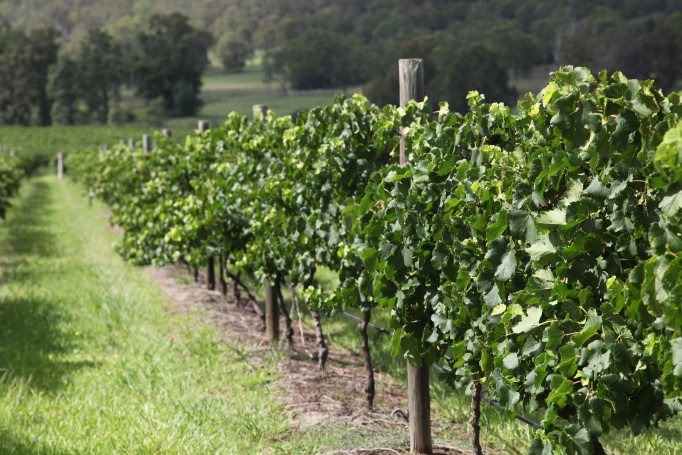 Hunter Valley Wine Region