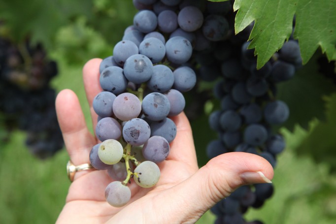 Hunter Valley Wine Region