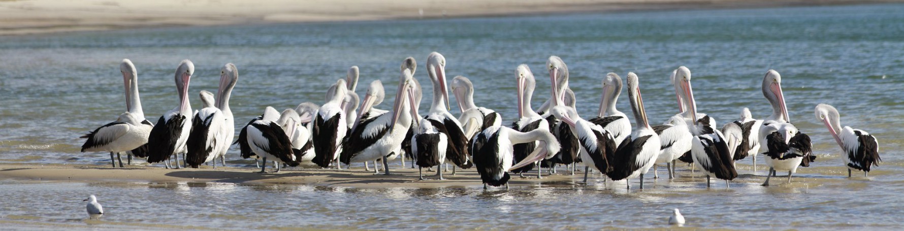 Tanilba Pelicans.1