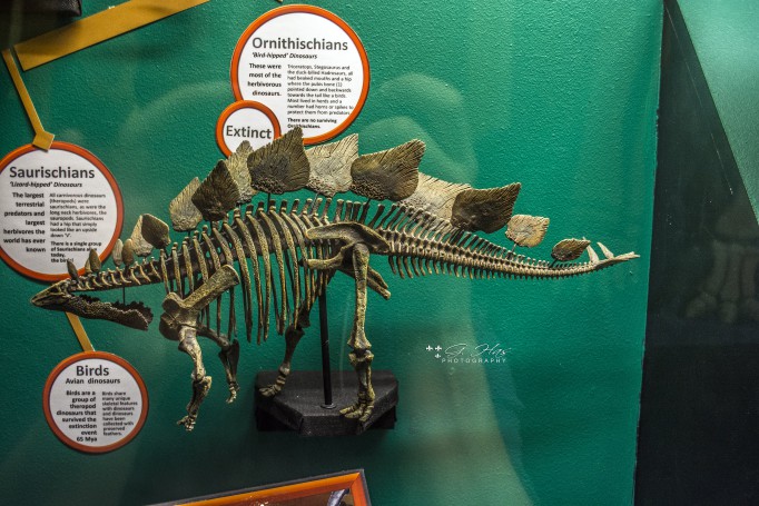 Stegosaurus - National Dinosaur Museum Canberra