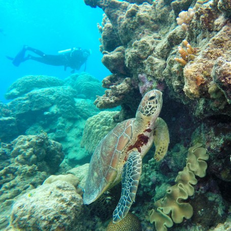 Green Turtle, Hastings Reef, Great Barrier Reef, Cairns, Queensland