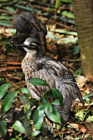 Bush Stone-curlew