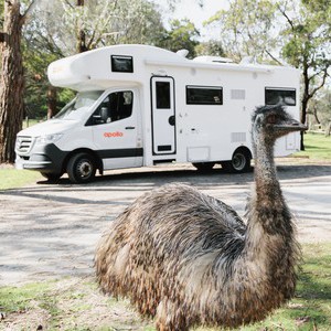 Apollo Euro Deluxe AU Exterior with Emu