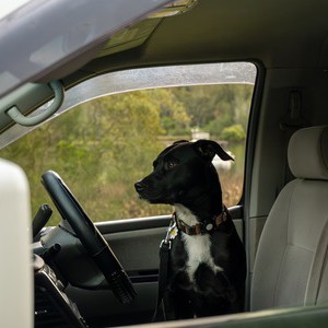 AW SC Campervan – 2 Berth AU Interior Dog In Drivers Seat