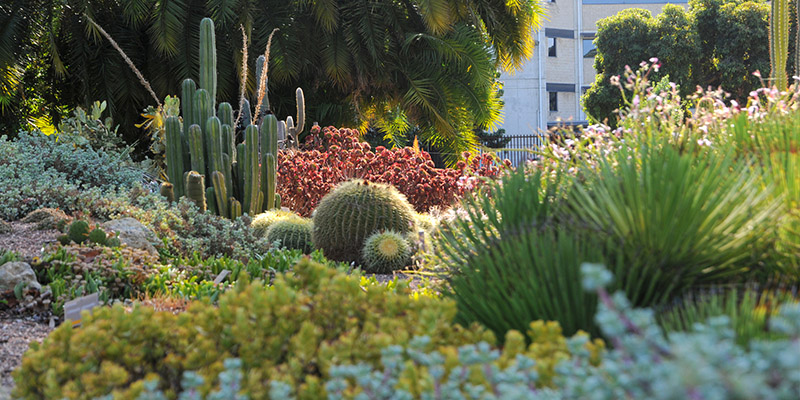 Adelaide-5-day-itinerary-botanic-garden