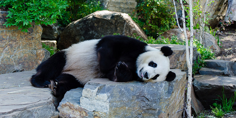 Adelaide Zoo