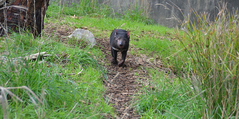 Cleland Conservation Park