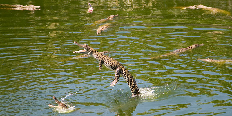 Crocodile from Crocodylus park in Darwin