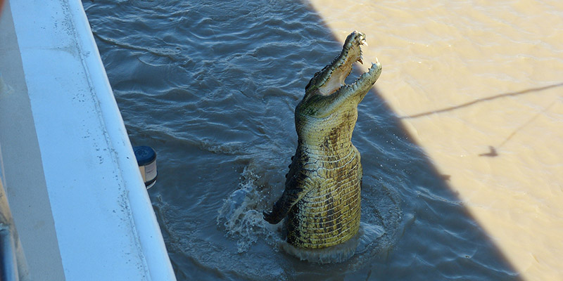 Jumping Crocodile Cruise