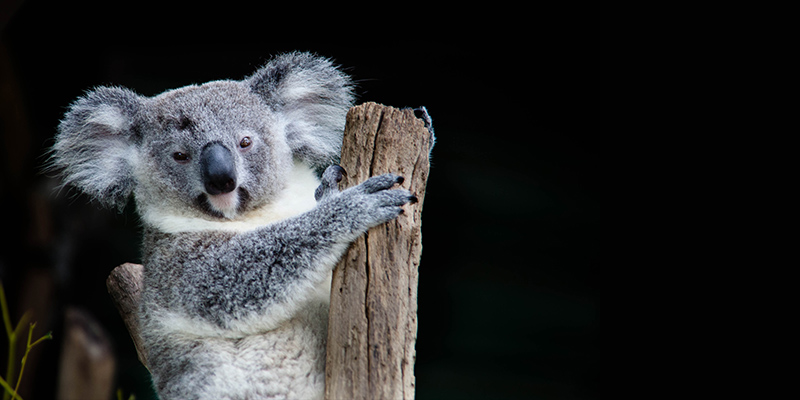 Lone Pine Koala Sanctuary