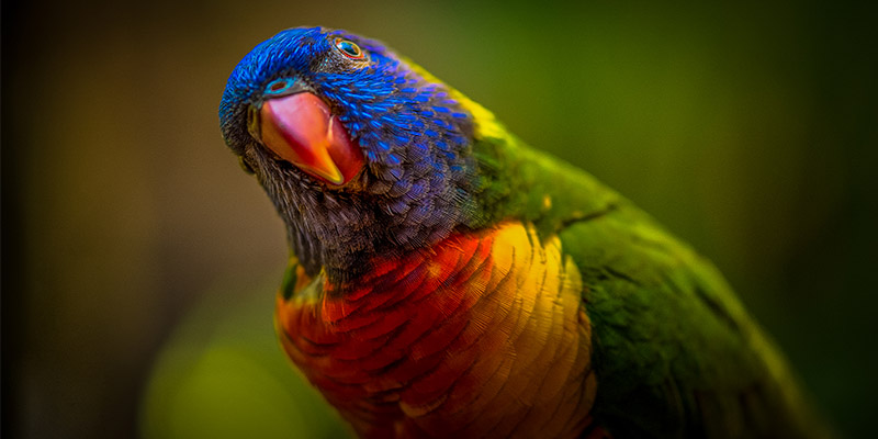 Blackbutt Nature Reserve