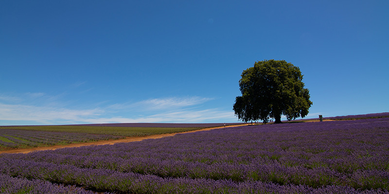 Bridestowe Lavender Farm