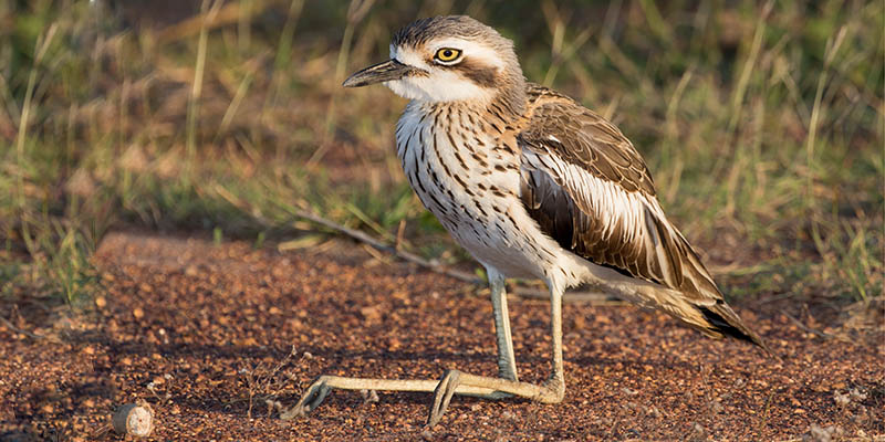 Bush Stone Curlew