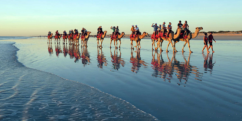 Cable Beach Camels