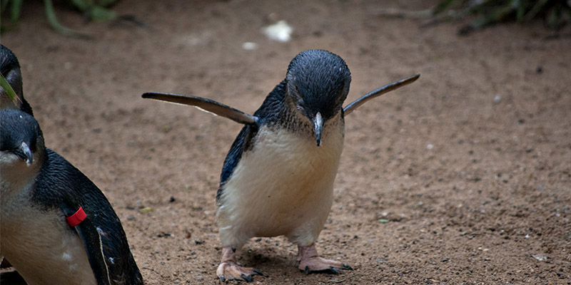 Fairy Penguins