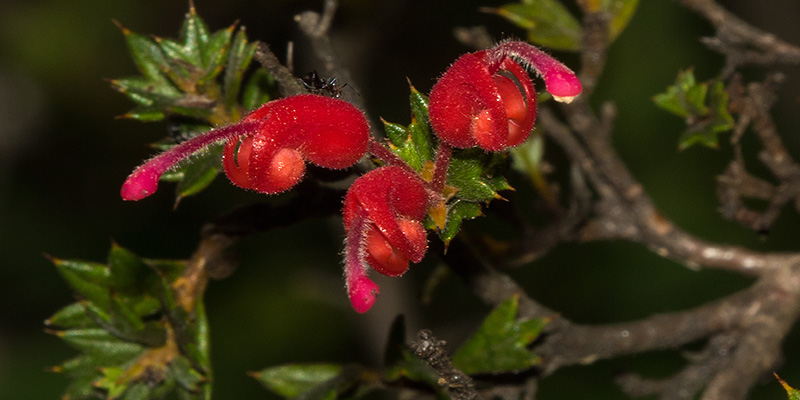 Hunter Region Botanic Gardens