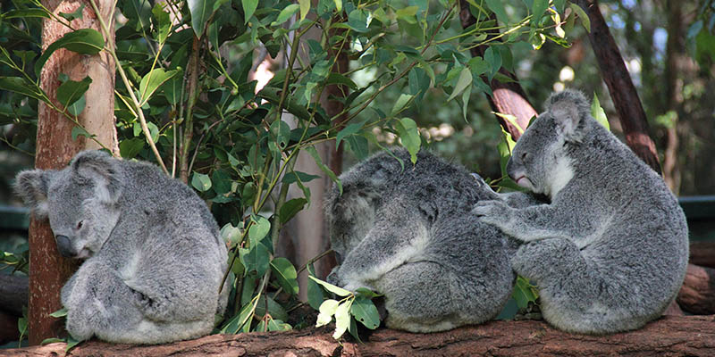 Lone Pine Koala Sanctuary, Animal Park