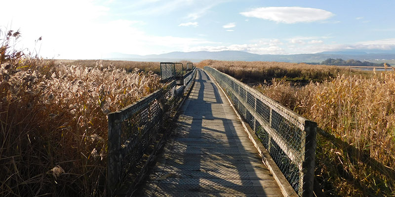 Tamar Island Wetlands Reserve